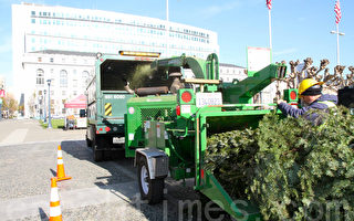 市政厅前举行回收圣诞树仪式