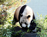 大熊貓不是吃素的