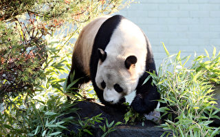 大熊貓不是吃素的