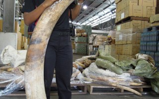 2011年是从1989年象牙交易遭到禁止以来缴获象牙最多的一年,全年查获收缴的象牙有23吨，。（AFP）