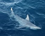 2012年1月3日，科學家說，他們已經在澳洲海域發現全球第一種混種鯊魚。（AFP PHOTO/Pascal Geraghty/NSWDPI）