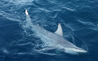 全球首见混种鲨鱼 澳外海发现