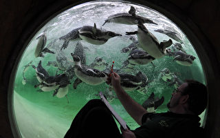 组图：伦敦动物园年度盘点 企鹅超可爱