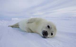 海冰消逝 加海豹寶寶奄奄一息