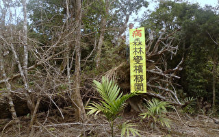 环团：台东百年原始林变槟榔园