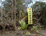台國有林變檳榔園 東縣:偵辦中