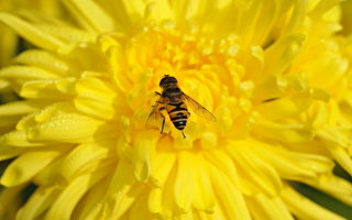 蜜蜂成群死亡 最新研究：苍蝇下蛋所致