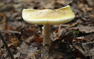 新州食用野生蘑菇中毒事件激增