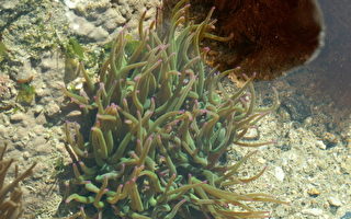 研究：海藻有望替代黑金