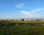 高美溼地賞鳥趣  享海景風情
