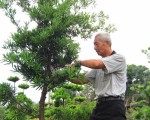 树木理发师 罗锦钟无师自通