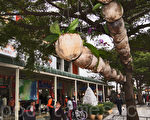 小黄运将种兰花 点缀花莲车站
