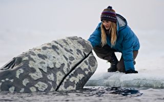 《鲸奇之旅》抢救灰鲸 故事温馨感人