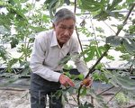 生命果達人李政慶 有機栽種無花果