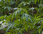 哈里斯郡大麻去罪化引發多方強烈質疑