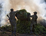 組圖：墨西哥軍方出動 古拉坎山銷毀大麻
