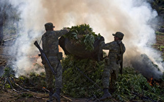 组图：墨西哥军方出动 古拉坎山销毁大麻