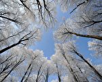 欧洲今年冬季特别严寒，30日德国一处森林树梢布满的冰霜。（UWE ZUCCHI / AFP）