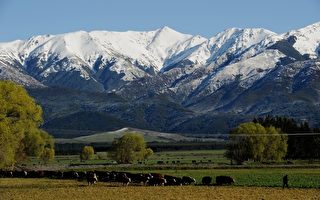 中國企業近日獲准收購新西蘭 16個乳業農場，引發當地民眾擔憂。圖為位於南島靠近 Hanmer Springs的一處農場。（GREG WOOD/AFP）