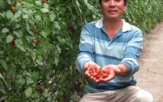 无毒农法栽种 九如蕃茄抢手