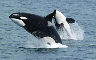 保护鲸鱼栖息地无决定权 渔业部败诉