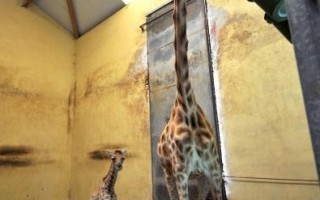 《扎拉珐》法国人拥有的第一只长颈鹿