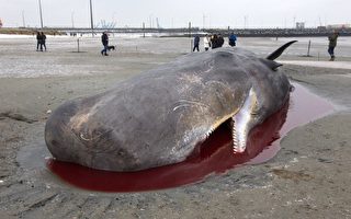 比利时受伤鲸鱼海滩搁浅死亡