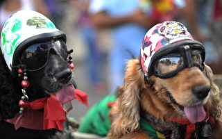 巴西里約熱內盧日前舉行動物嘉年華遊行。圖為兩隻打扮成摩托車騎士的狗。（Photo by CHRISTOPHE SIMON/AFP/Getty Images）