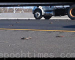 數百隻死鳥從天而降 I-95交通嚴重受阻