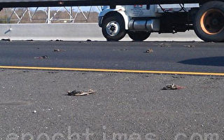 數百隻死鳥從天而降 I-95交通嚴重受阻