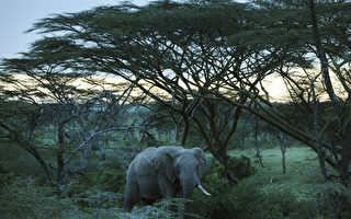 五周内200头大象在喀麦隆遭猎杀