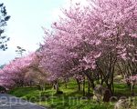 賞櫻熱提早引爆    台7甲塞10公里