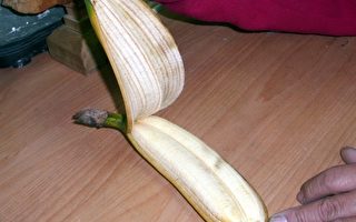 罕见的连体香蕉
