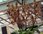 台湾国际兰展 人多花艳规模大