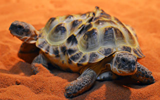 图片新闻：乌克兰博物馆展出连体龟