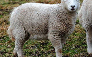 英国羊群染怪病 羊羔流产或畸形