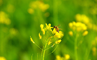 蜜蜂聚居輕軌信號燈 
