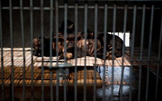 郑义：谈近来有关活熊取胆汁的争论