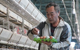 芳苑鄉雞農許書昌生產品牌雞蛋，禽流感風暴中還是供不應求。（攝影: 郭益昌 / 大紀元）