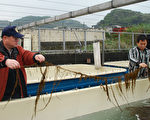 台湾海洋大学水产养殖学系副教授陈衍昌（左）12日表示，基隆海滩的海藻，经鉴定是“铜藻”，他在校内尝试养殖，但需克服温差问题。（台湾海洋大学提供）