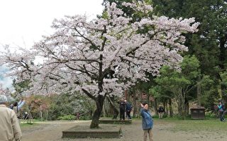 阿里山工作站前，這棵生機盎然的吉野櫻在阿里山素有「櫻王」之稱，阿里山的櫻花季總由他拉開序幕，率先開花，且開的花數量是全區之冠。（攝影：李擷瓔／大紀元）