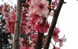 夏巴隆公园17日百年樱花庆