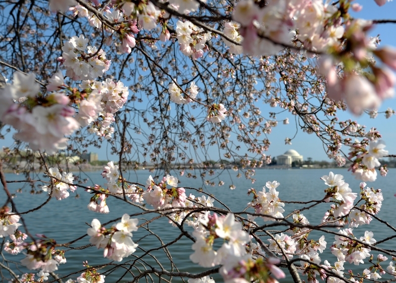 2012年3月17日,美國首都華盛頓的潮汐湖畔櫻花綻放。(SAUL LOEB/AFP)