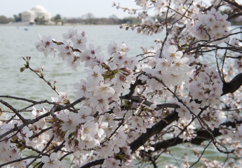 2012年3月15日,美國首都華盛頓的潮汐湖畔櫻花綻放。(SAUL LOEB/AFP)