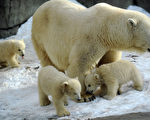 组图：莫斯科动物园北极熊宝宝初看世界