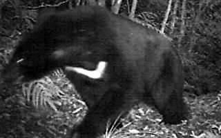 台湾黑熊入镜  保育最佳代言