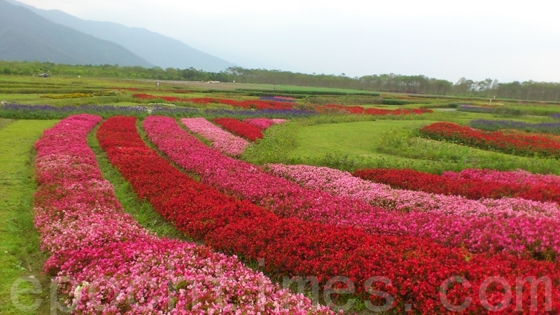 百花盛开。(陈玫均/大纪元)