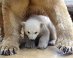 已故的北极熊明星克努特的妹妹阿诺莉(Anori)3月 29日首度公开亮相，娇小的模样让游客忍不住直呼好可爱！(AFP)