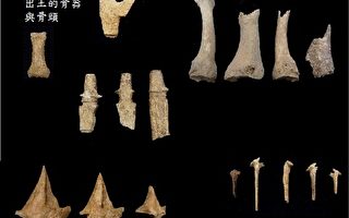 7900年前人骨出土 台灣考古界重大發現