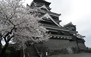 組圖：日本九州櫻花盛開
